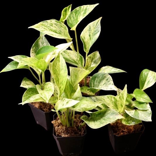 Pothos Marble