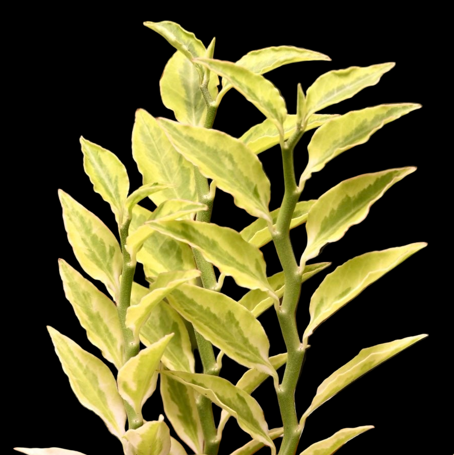 Devils Backbone Pedilanthus Tithymaloides