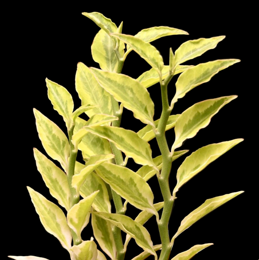 Devils Backbone Pedilanthus Tithymaloides