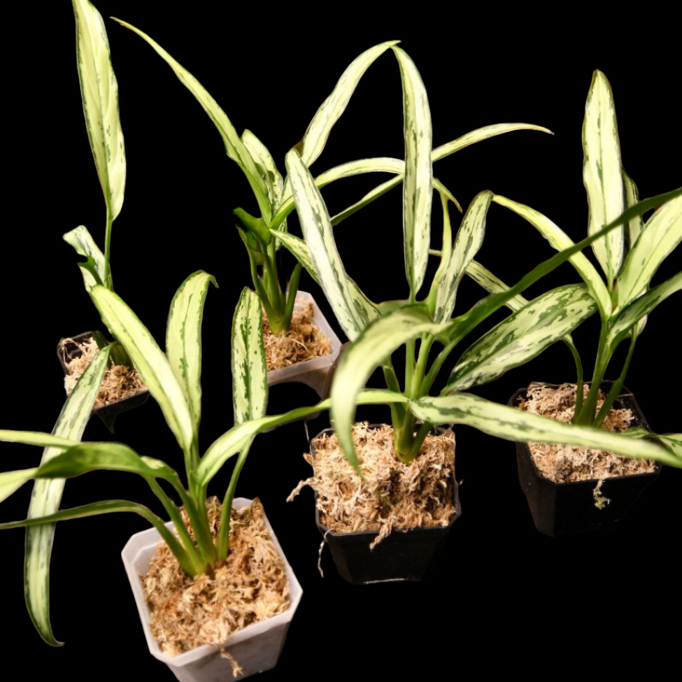 Aglaonema Cutlass Chinese Evergreen Narrow Leaf