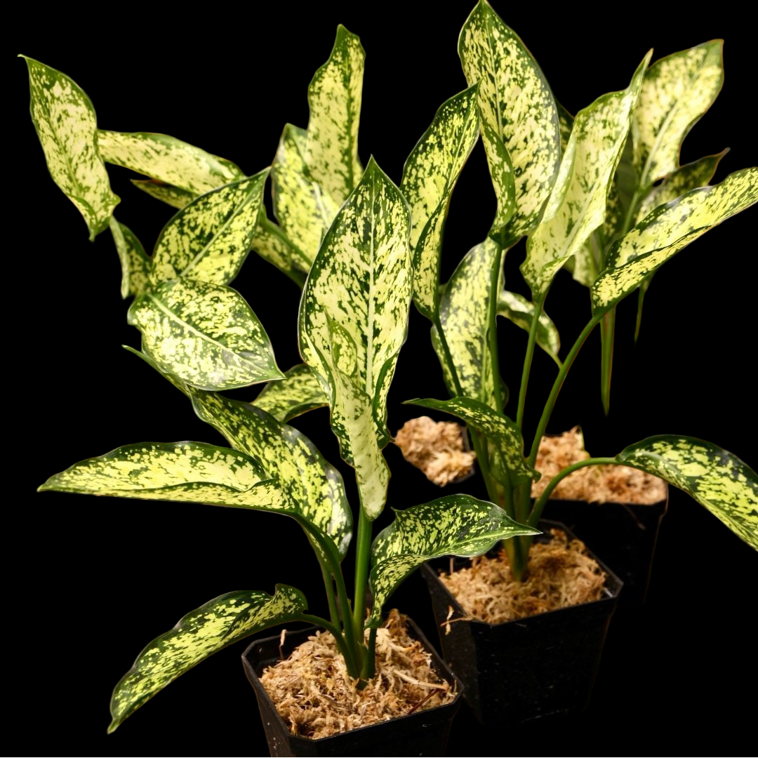 Aglaonema First Diamond Chinese Evergreen