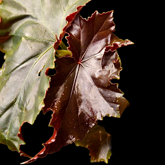 Begonia Flo Belle Moseley