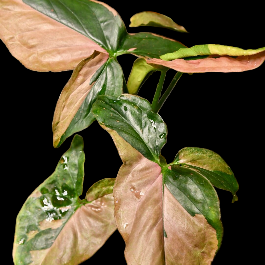 Syngonium Pink Splash