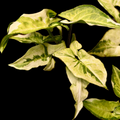 Syngonium Three Kings