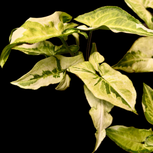 Syngonium Three Kings