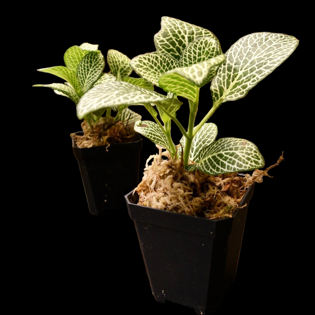 Fittonia Albivenis Nerve Plant