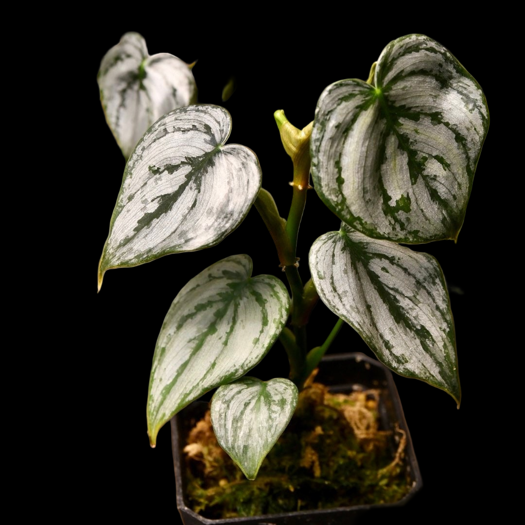 Philodendron Brandtianum