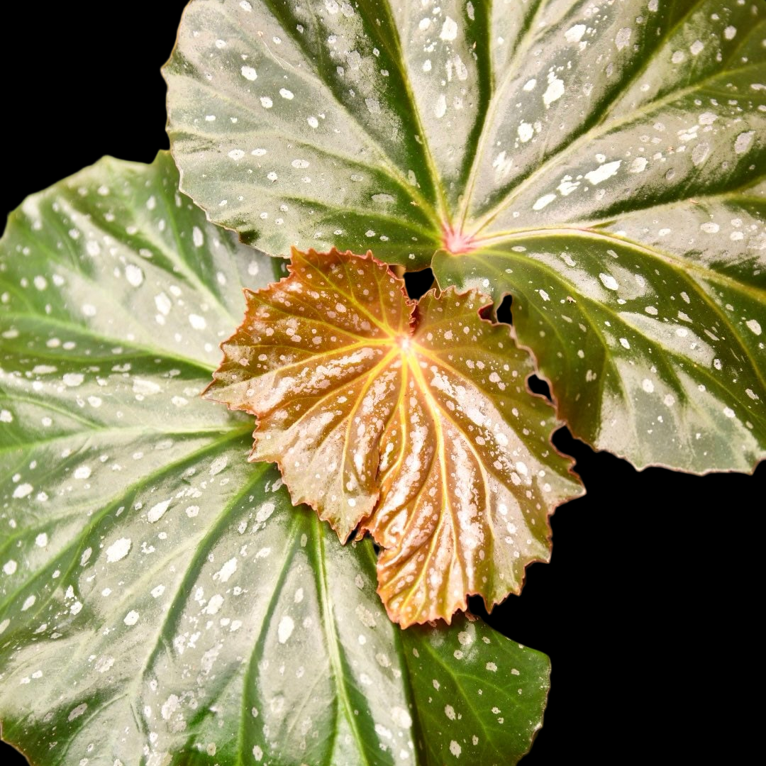 Begonia Dream Lover Angel Wing - Starter Plant Custom Bundle