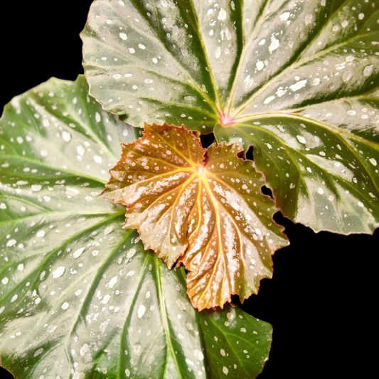 Begonia Dream Lover Angel Wing - Starter Plant Custom Bundle