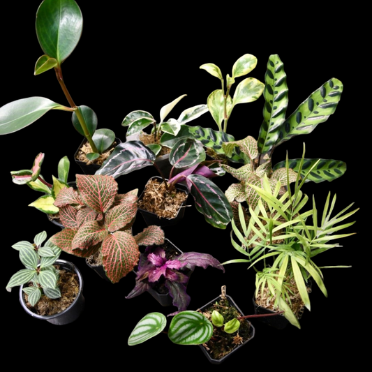 Pet Friendly Houseplant Bundle