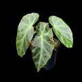 Begonia Grey Feather