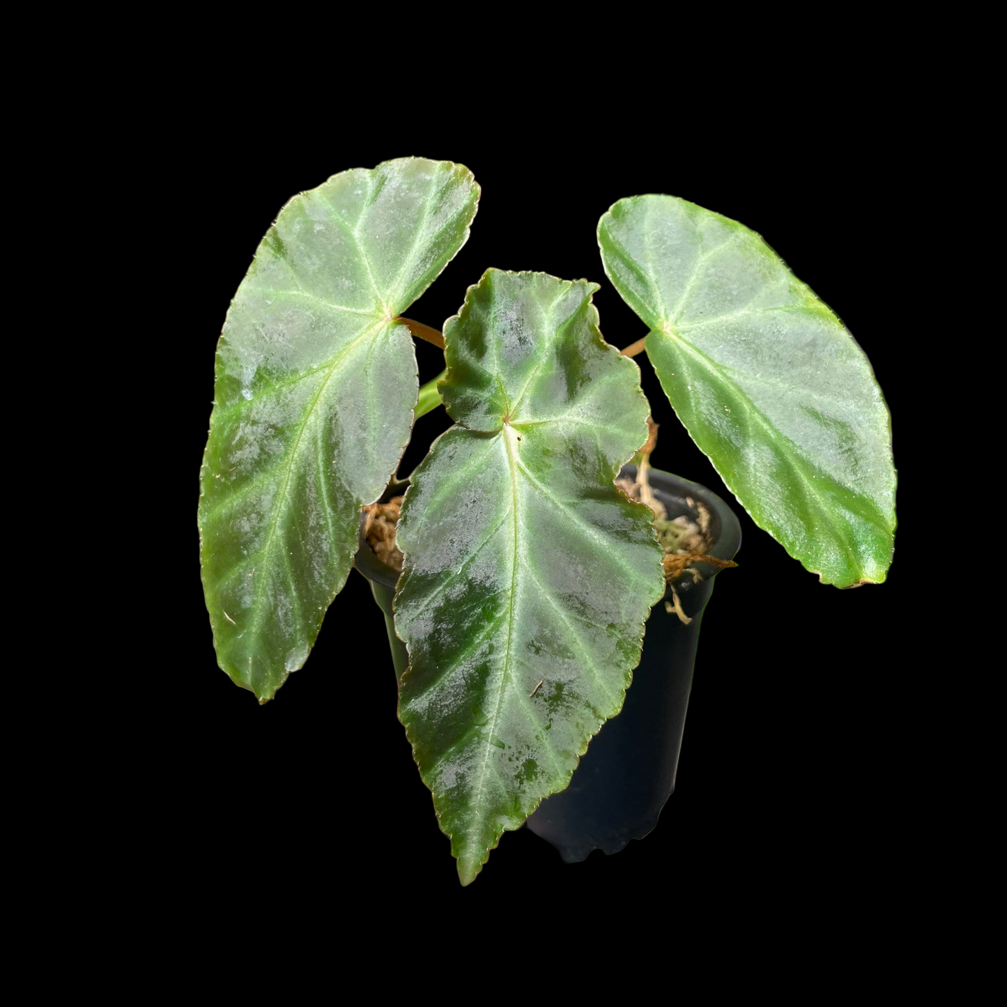 Begonia Grey Feather