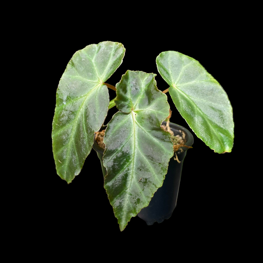 Begonia Grey Feather