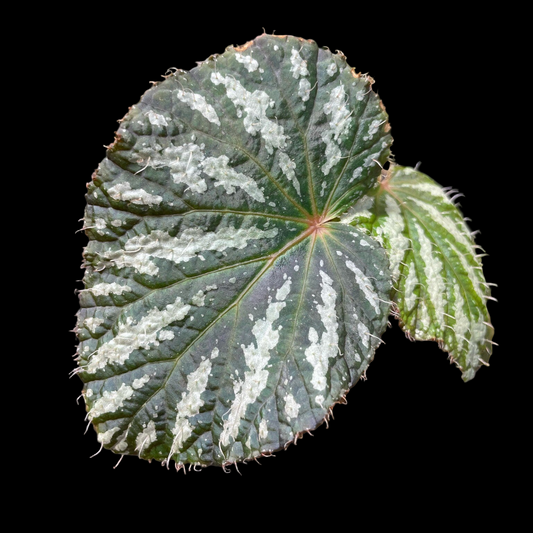 Begonia Freda