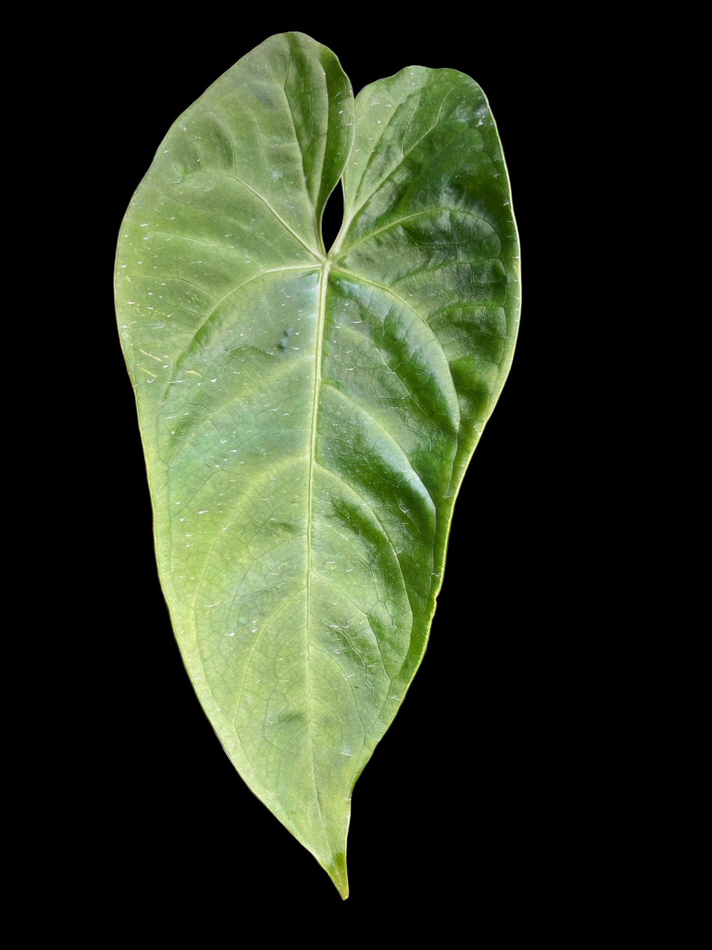 Anthurium Regale x Nigrolaminum Gigi