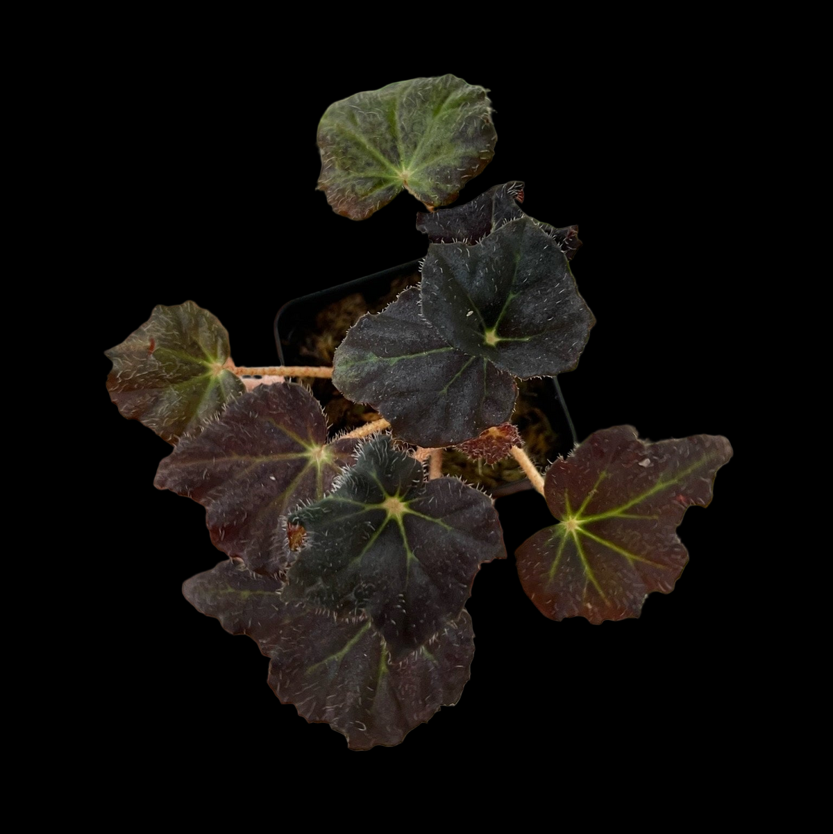 Begonia Hallows Eve