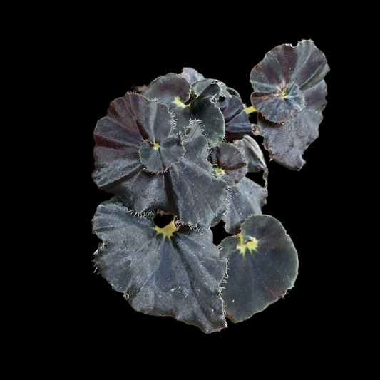 Begonia Mo Reese