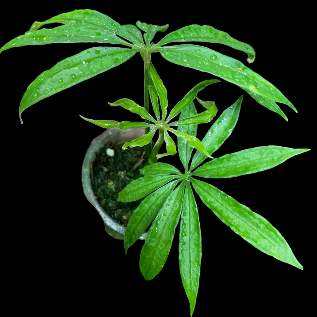 Anthurium Polyschistum Small