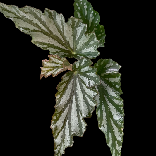 Begonia American River