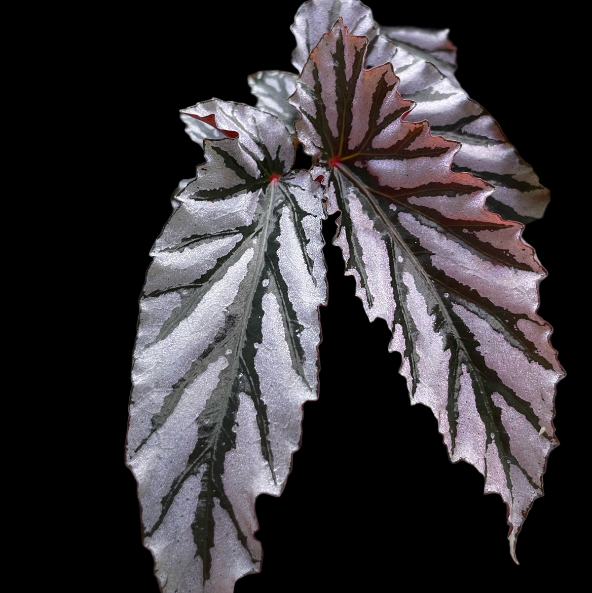 Begonia Guy Savard