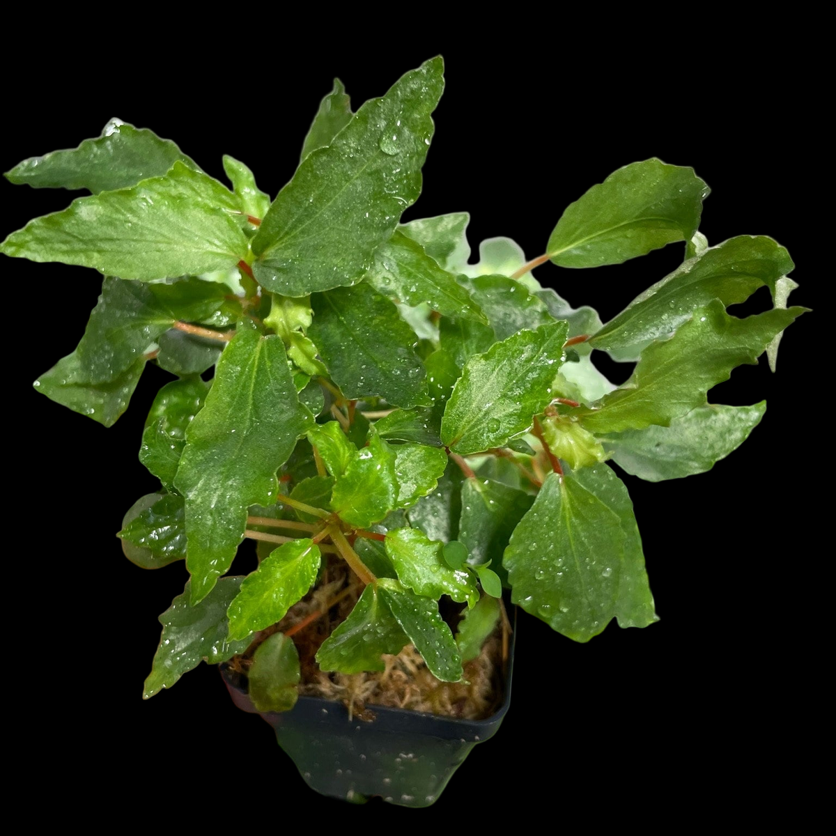 Begonia Cubensis