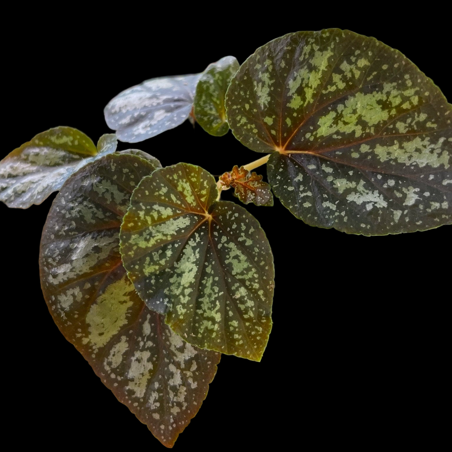 Begonia U168 begonia plant in pot