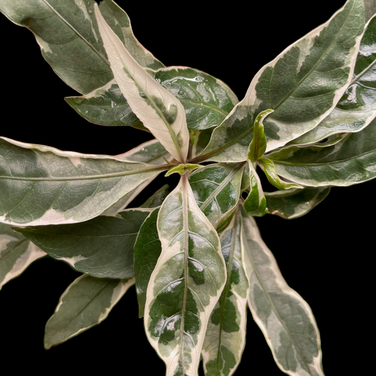 Pseuderanthemum Stainless Steel