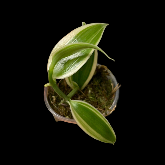 Variegated Vanilla Orchid Planifolia Variegata