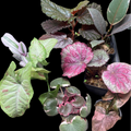 Pink House Plant Bundle