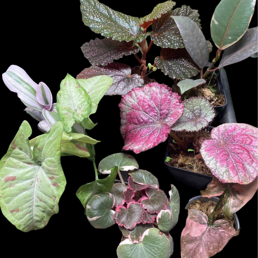 Pink House Plant Bundle