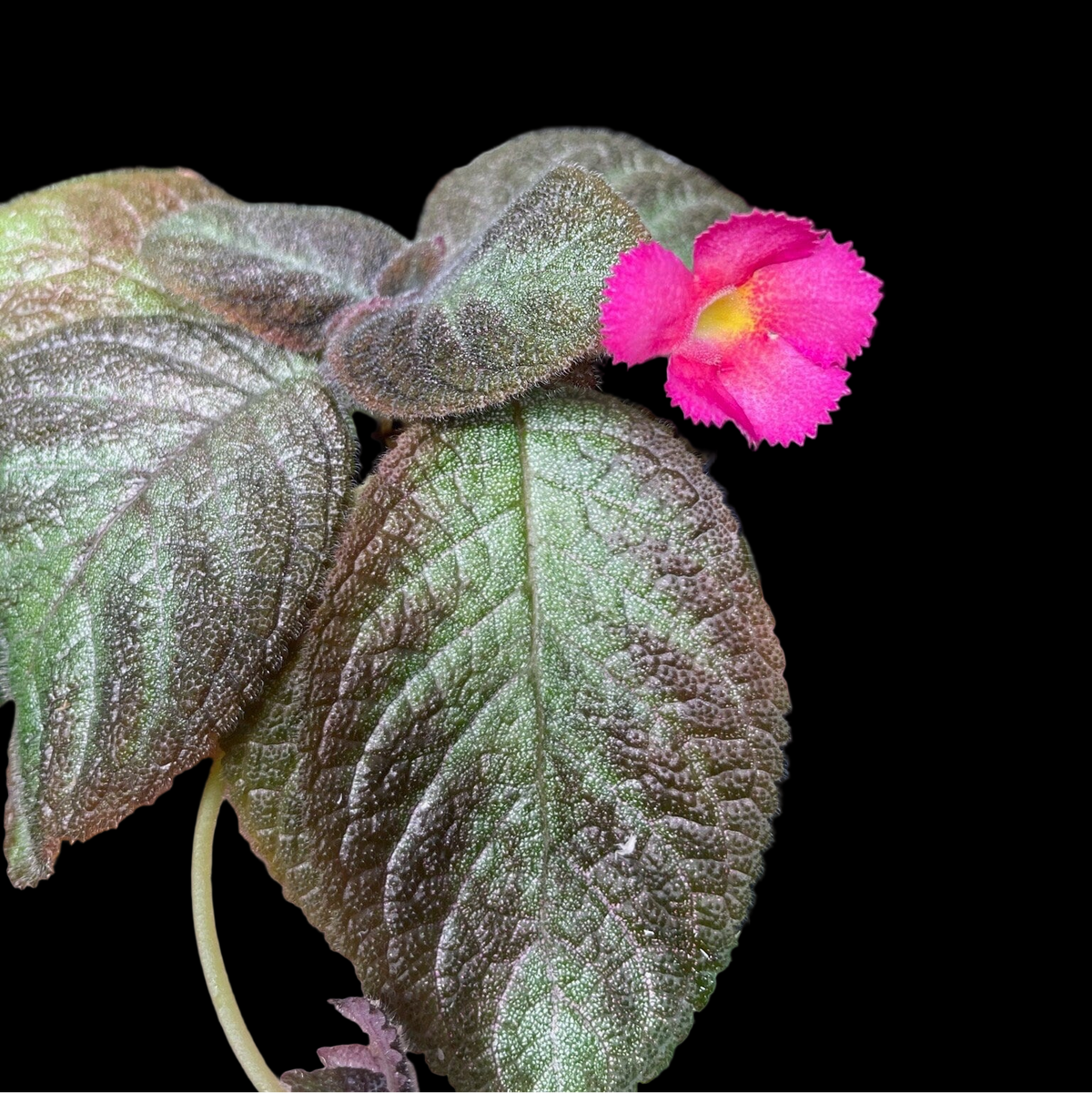 Episcia cupreata 'Pink Panther'