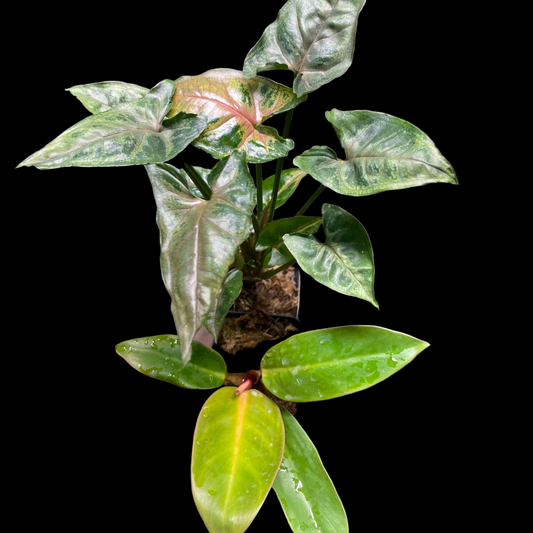 2 Mystery Houseplants