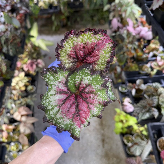 Begonia Jurassic Watermelon