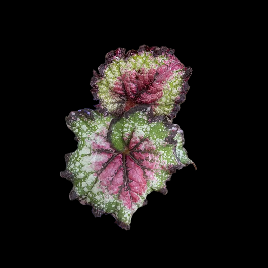 A close-up of a variegated plant leaf with green, pink, and burgundy edges, held by a hand wearing a blue glove in a nursery filled with other potted plants.