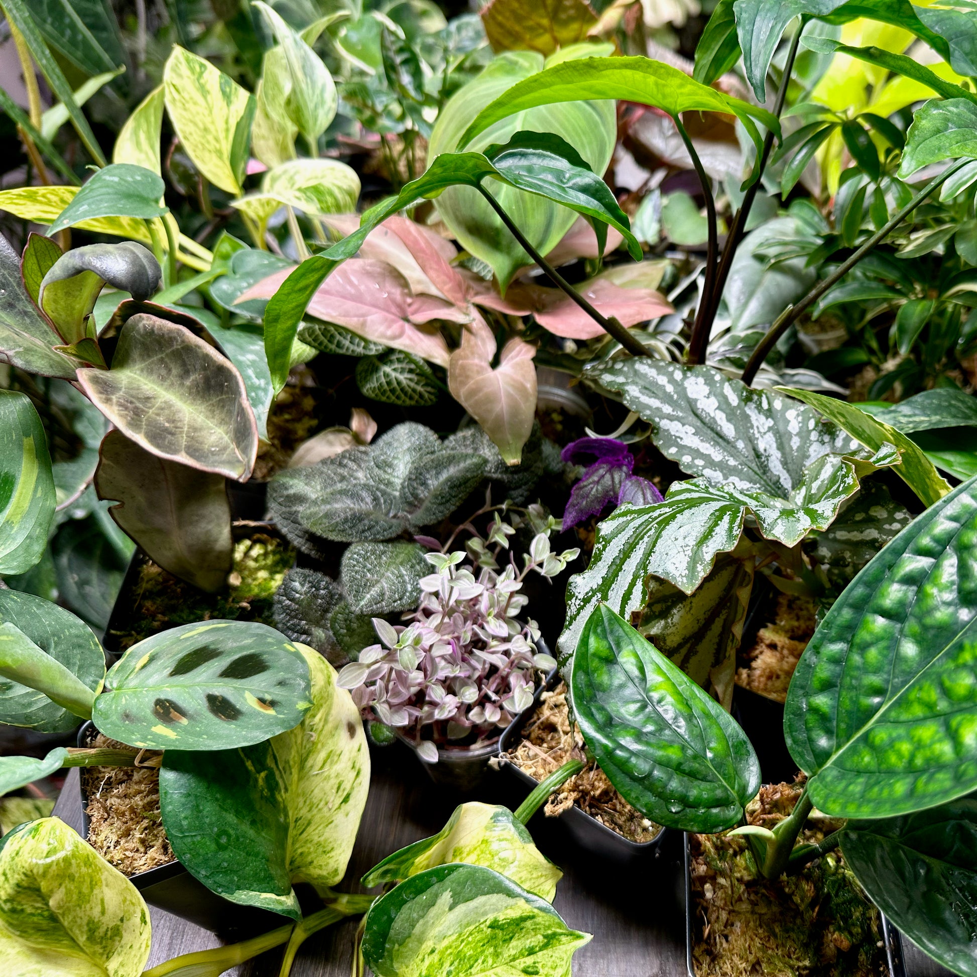 dark mystery house plant Mystery Plant Box – NurseryRx
