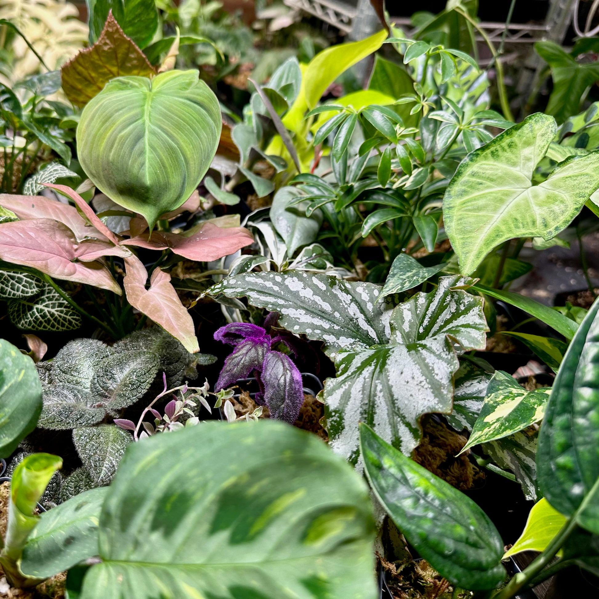 house plants bundle 10 Houseplant Surprise Bundle Box – NurseryRx