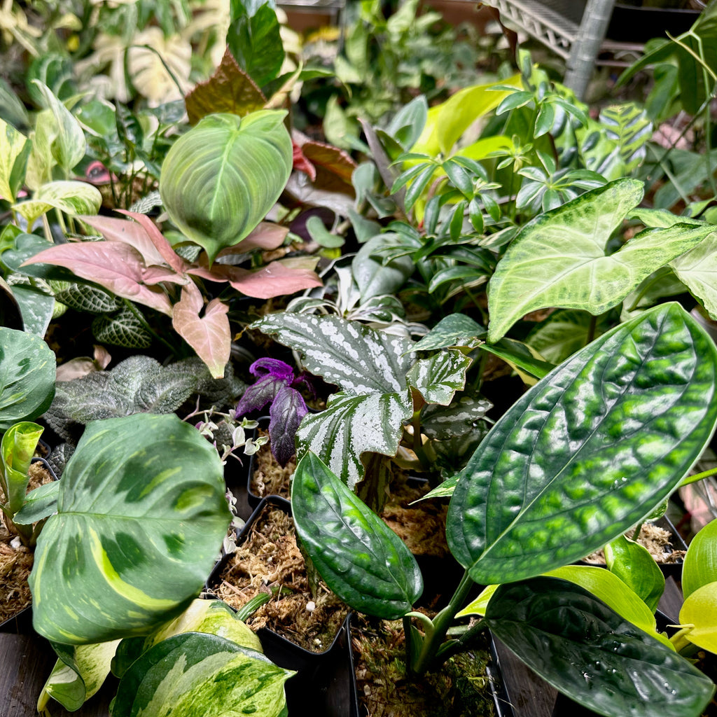 8 Houseplant Surprise Bundle Box