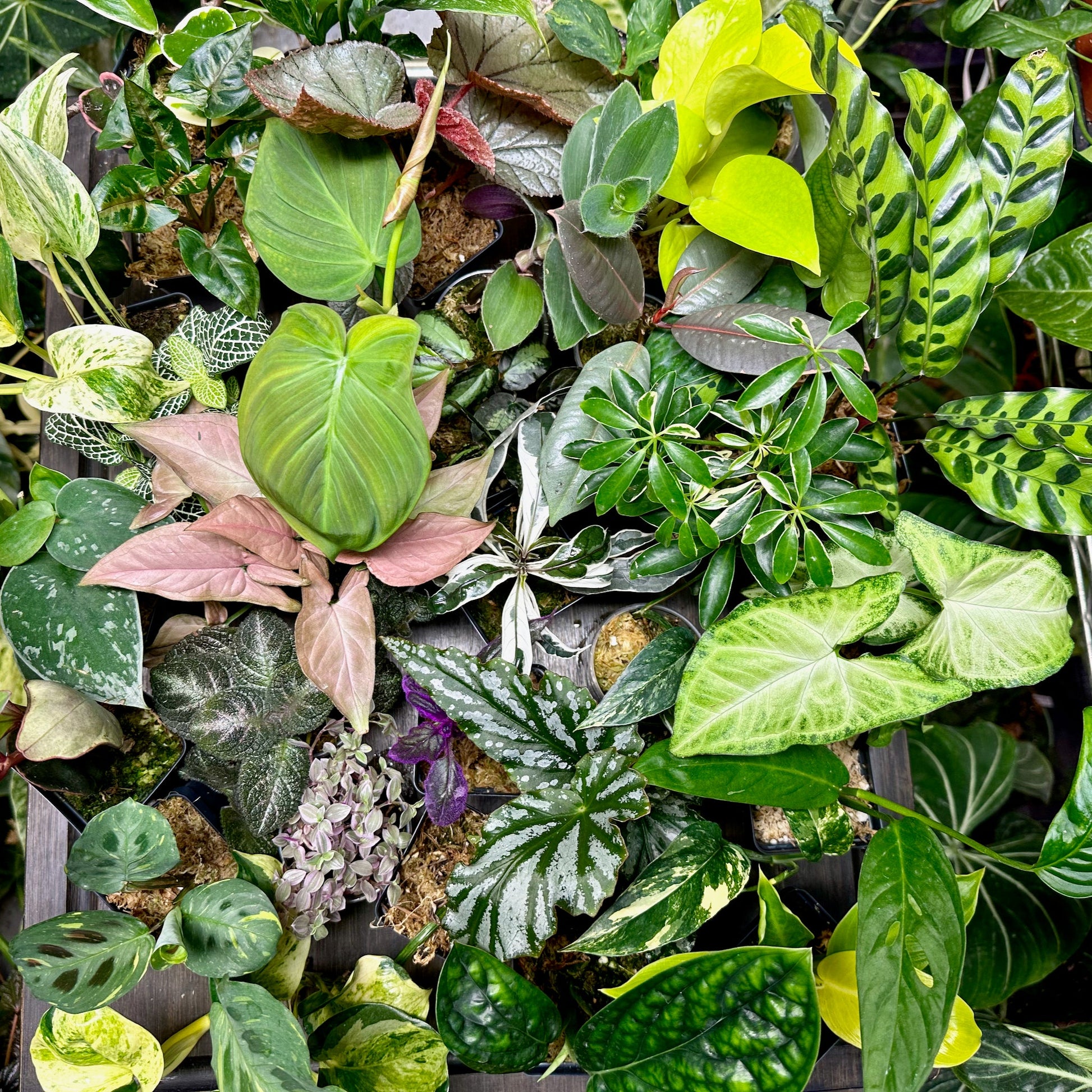house plant bundle 4 Houseplant Surprise Bundle Box – NurseryRx