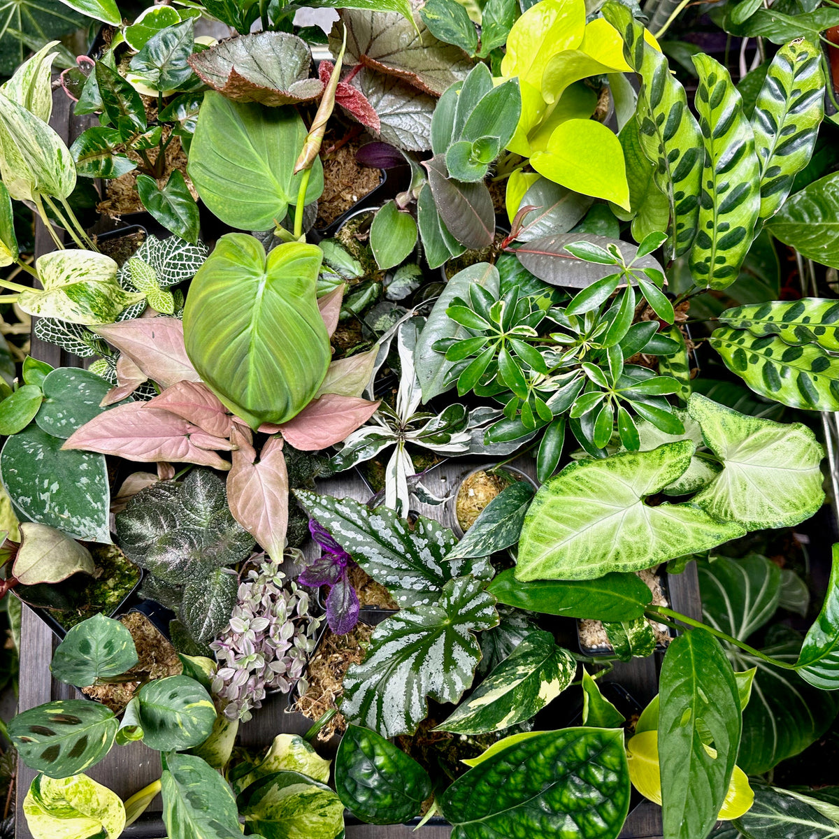 8 Houseplant Surprise Bundle Box
