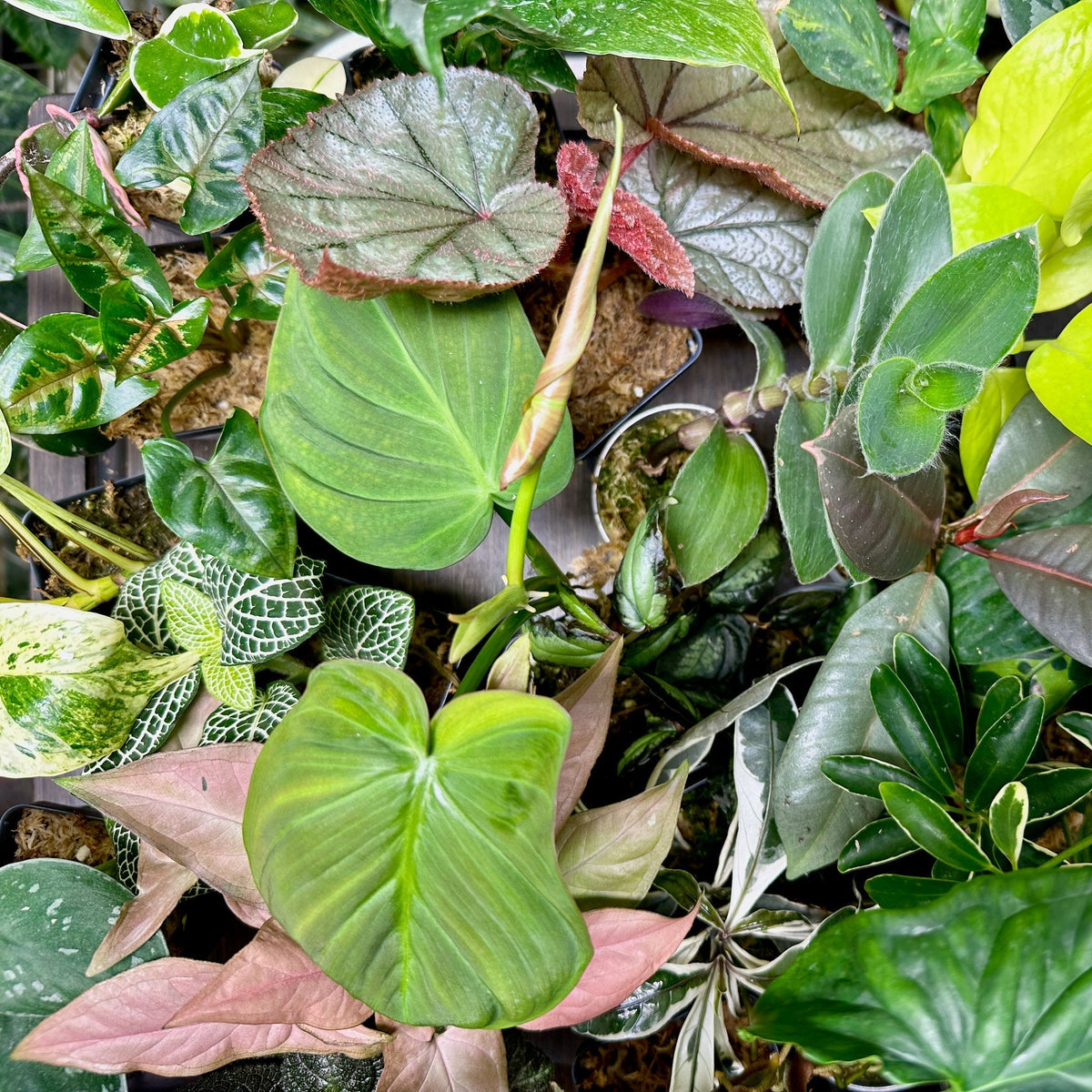 8 Houseplant Surprise Bundle Box