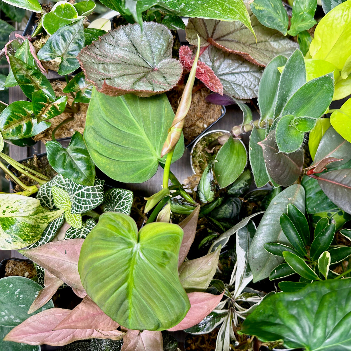 8 Houseplant Surprise Bundle Box