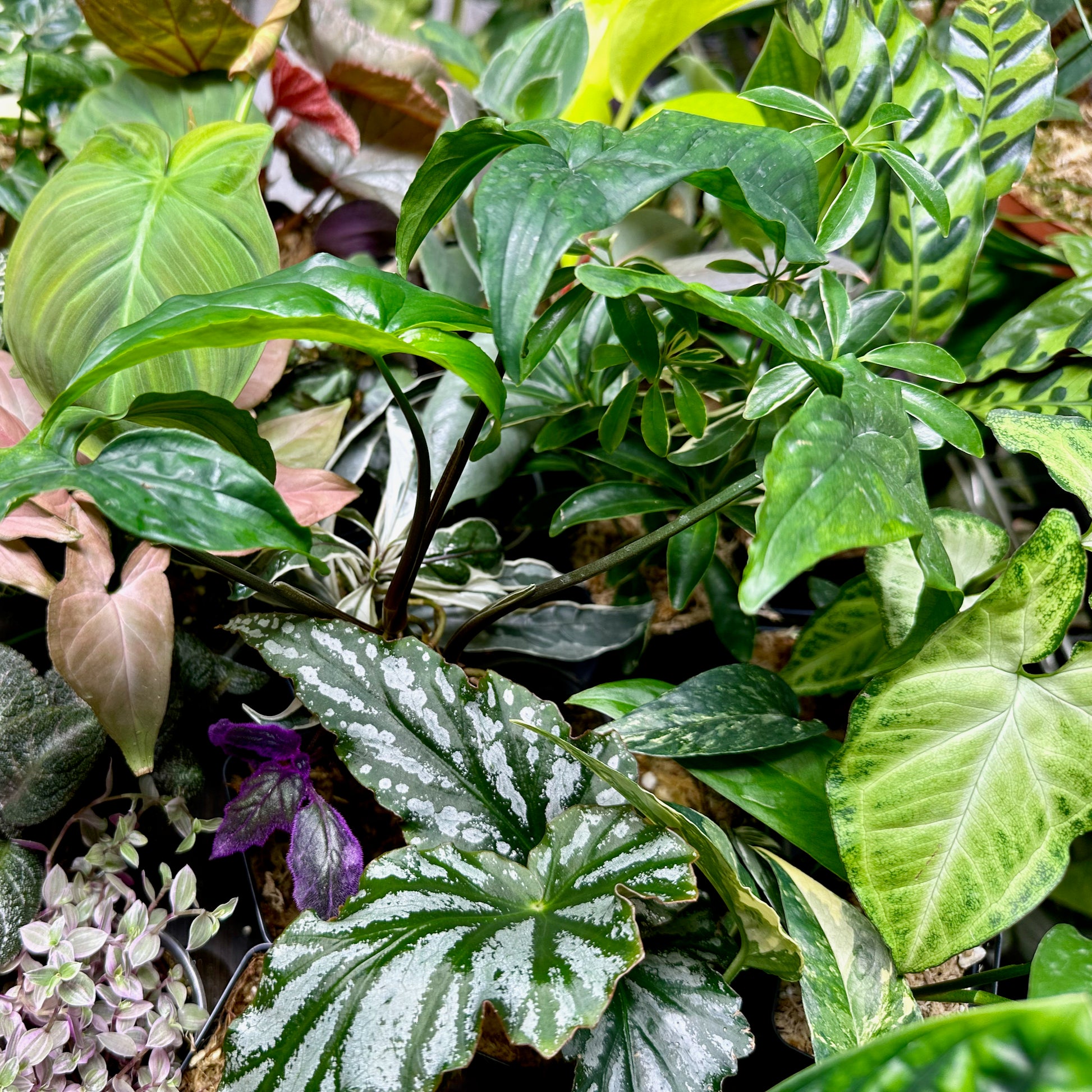 mystery house plant box Mystery Plant Box