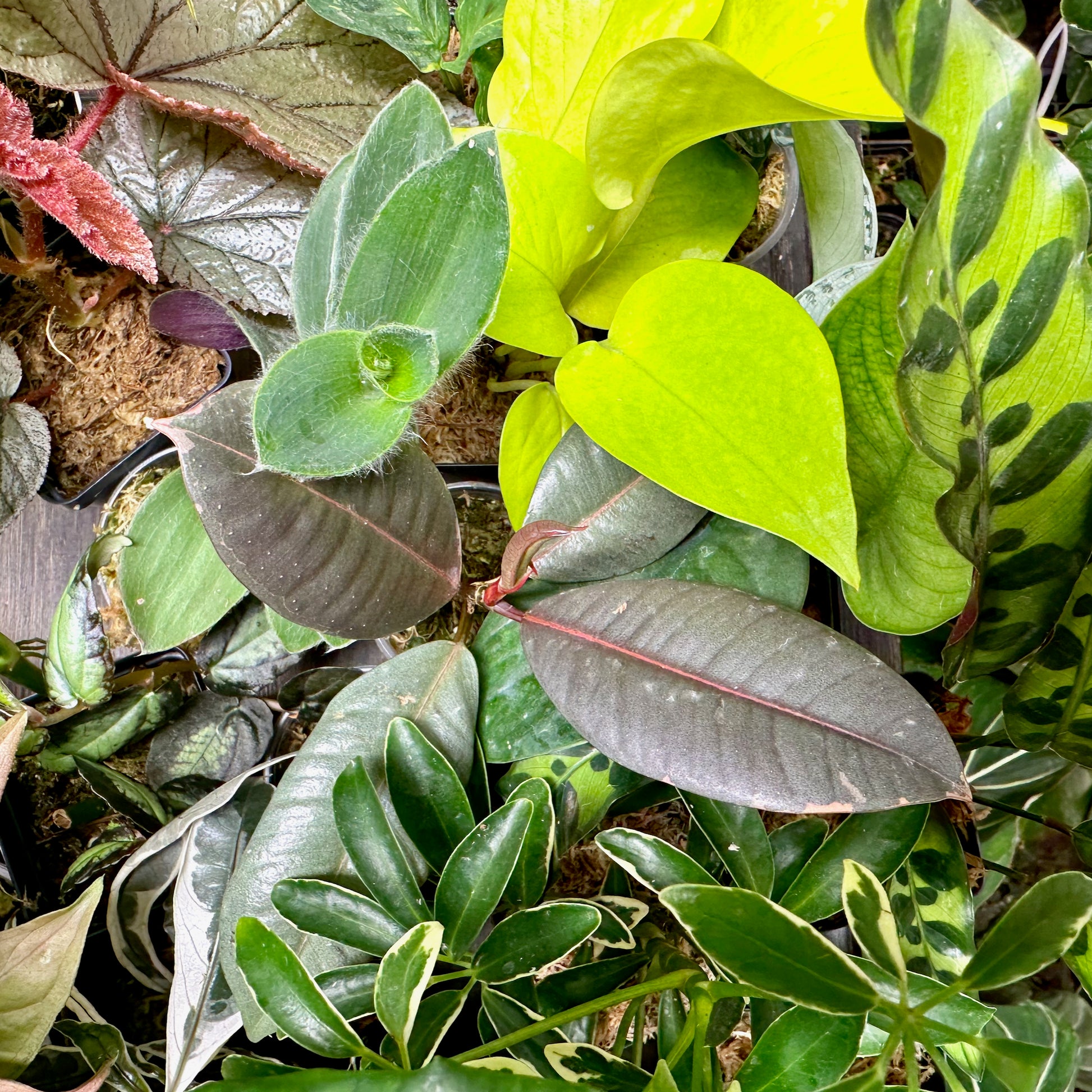 mystery house plant box Mystery Plant Box