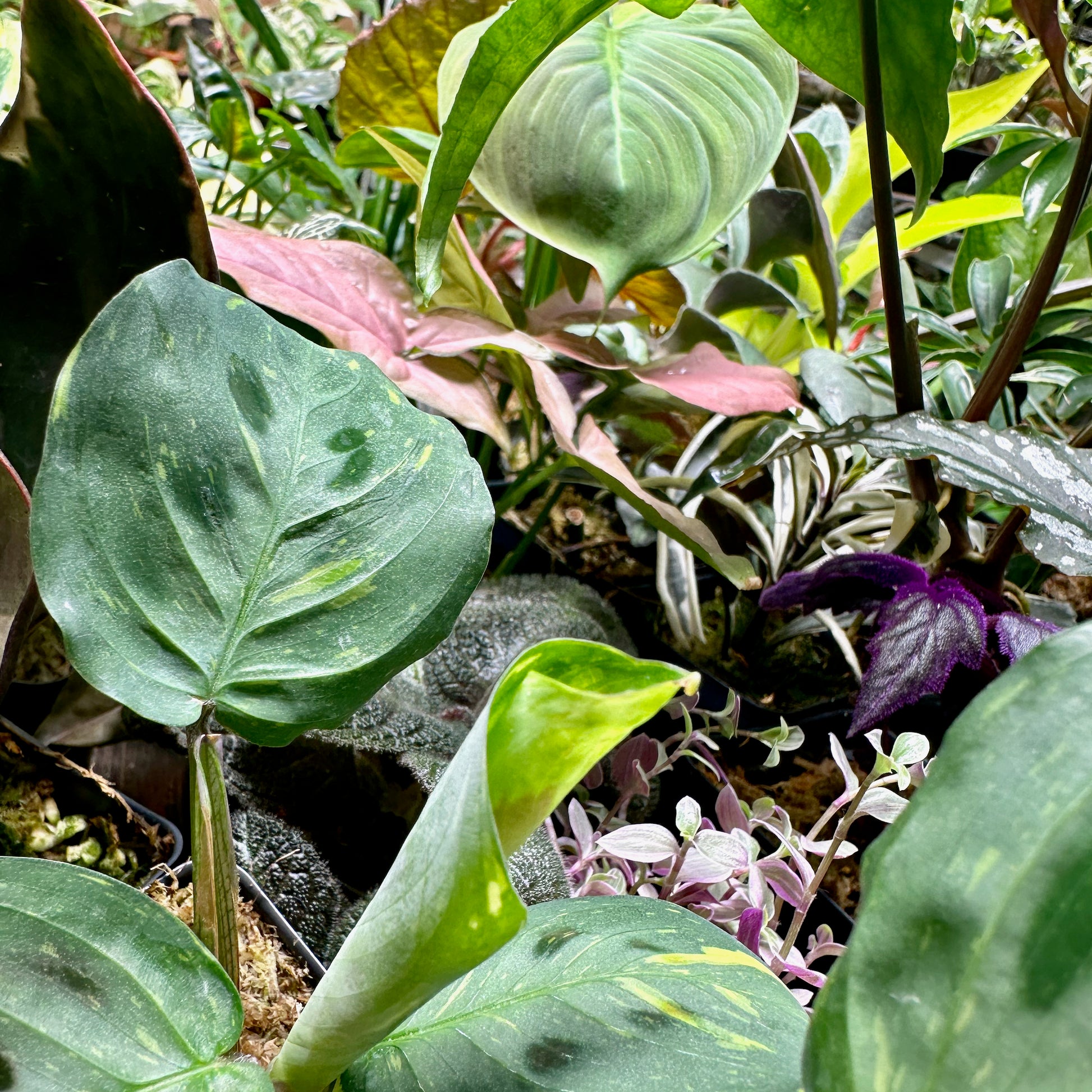 mystery house plant box Mystery Plant Box – NurseryRx