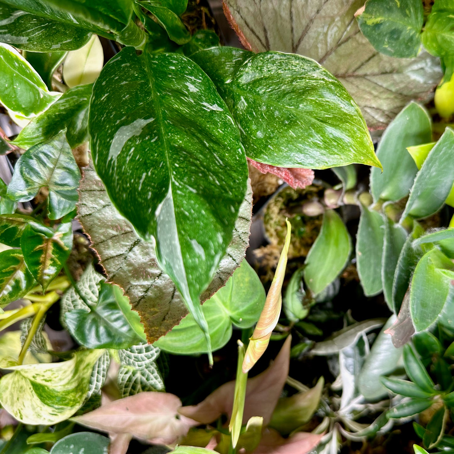 Mystery Plant Box