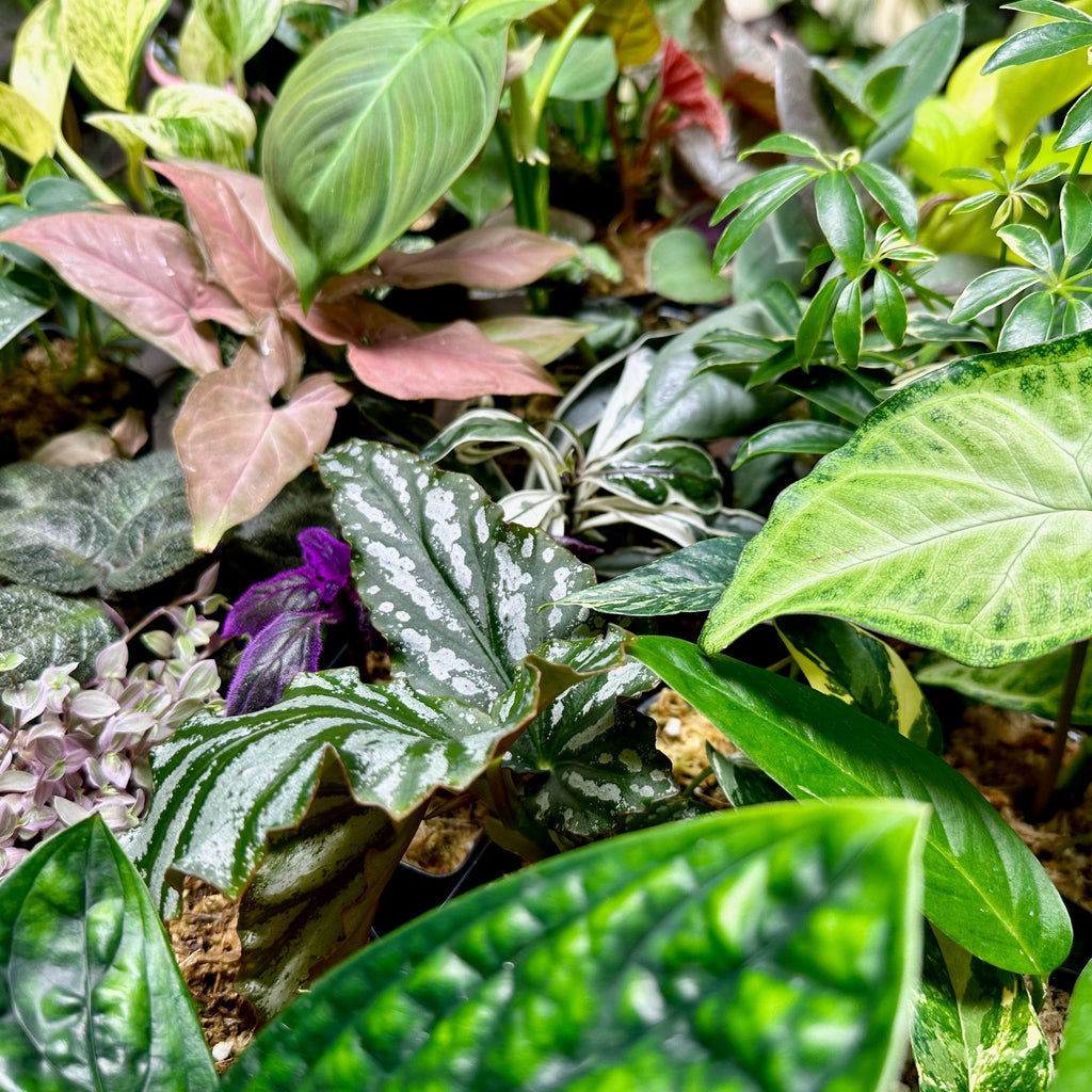 8 Houseplant Surprise Bundle Box