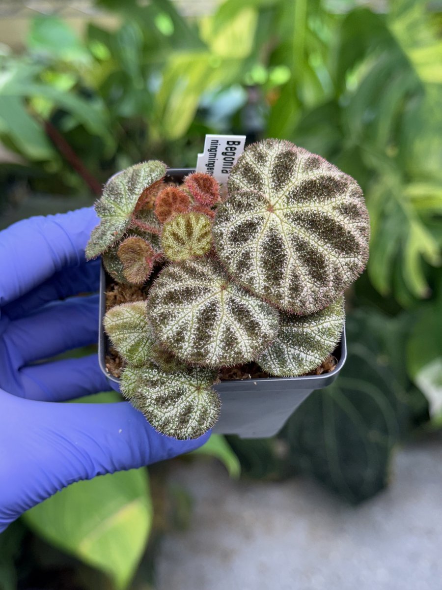 Begonia ningmingensis var. bella