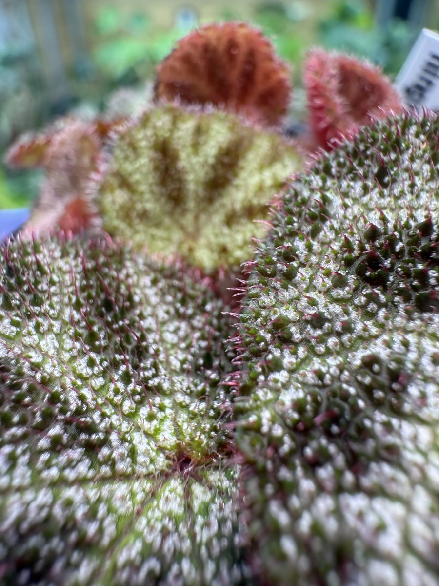 Begonia ningmingensis var. bella