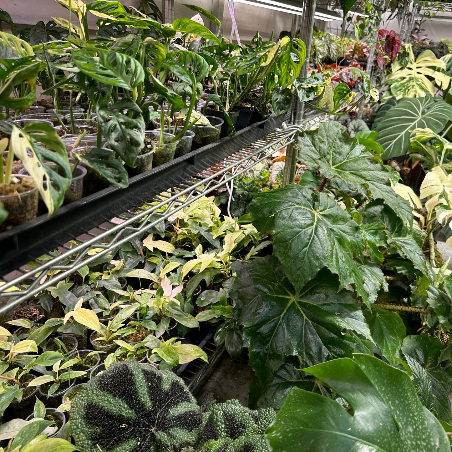 Visit the Greenhouse