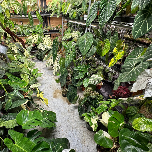 Visit the Greenhouse